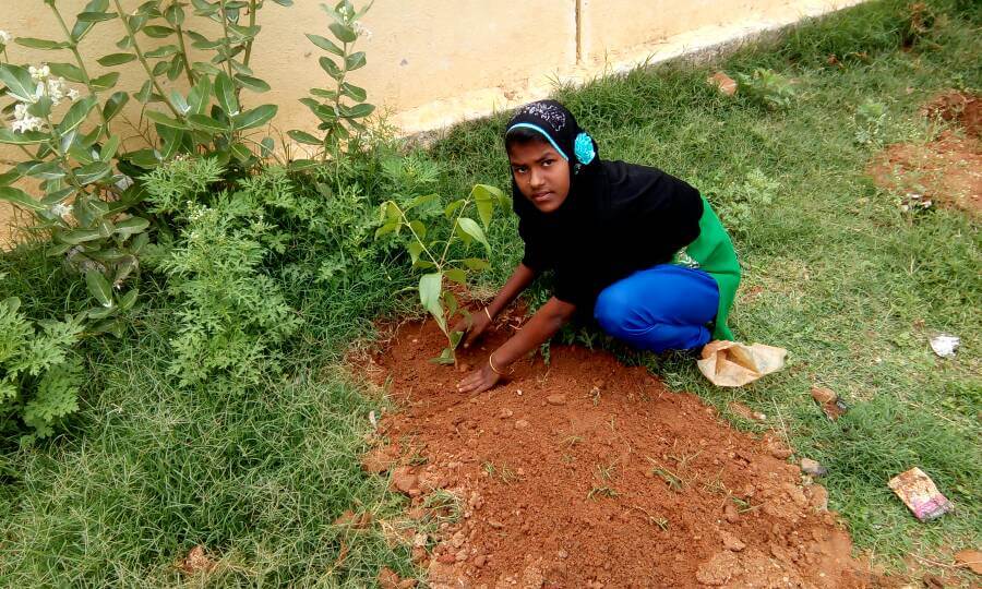 Tree Plantation at Urdu School